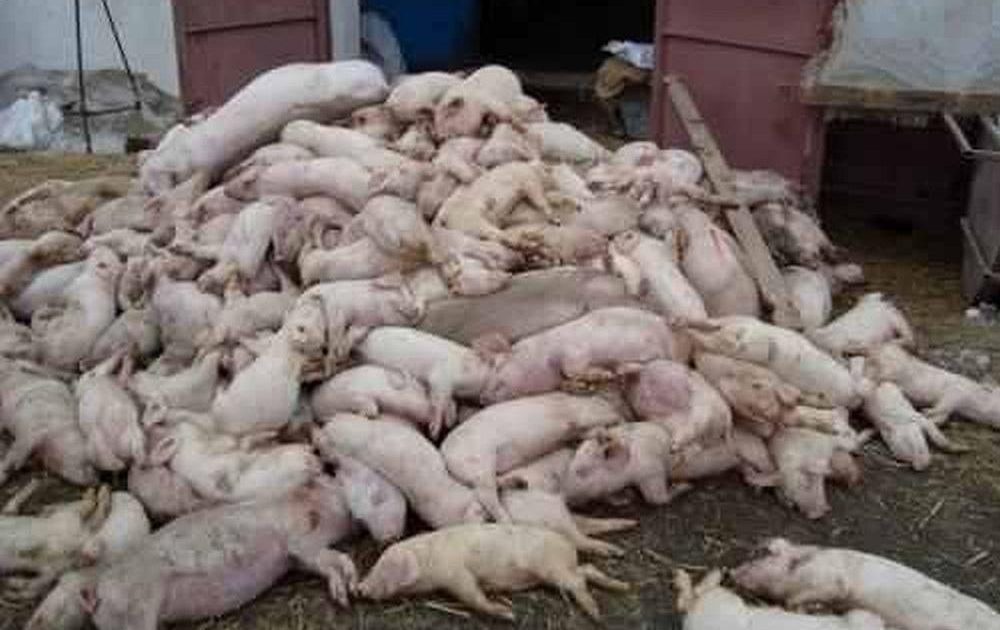 SE APROPIE CRACIUNUL, REIZBUCNESTE PESTA PORCINA SI IN CARAS SEVERIN!