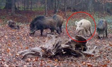  Descoperire uluitoare în pădurile din Caraș-Severin: Un mistreț alb surprins pe camerele de supraveghere