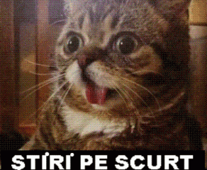 STIRI PE SCURT.FOARTE PE SCURT.SI PUTIN UMOR!!!