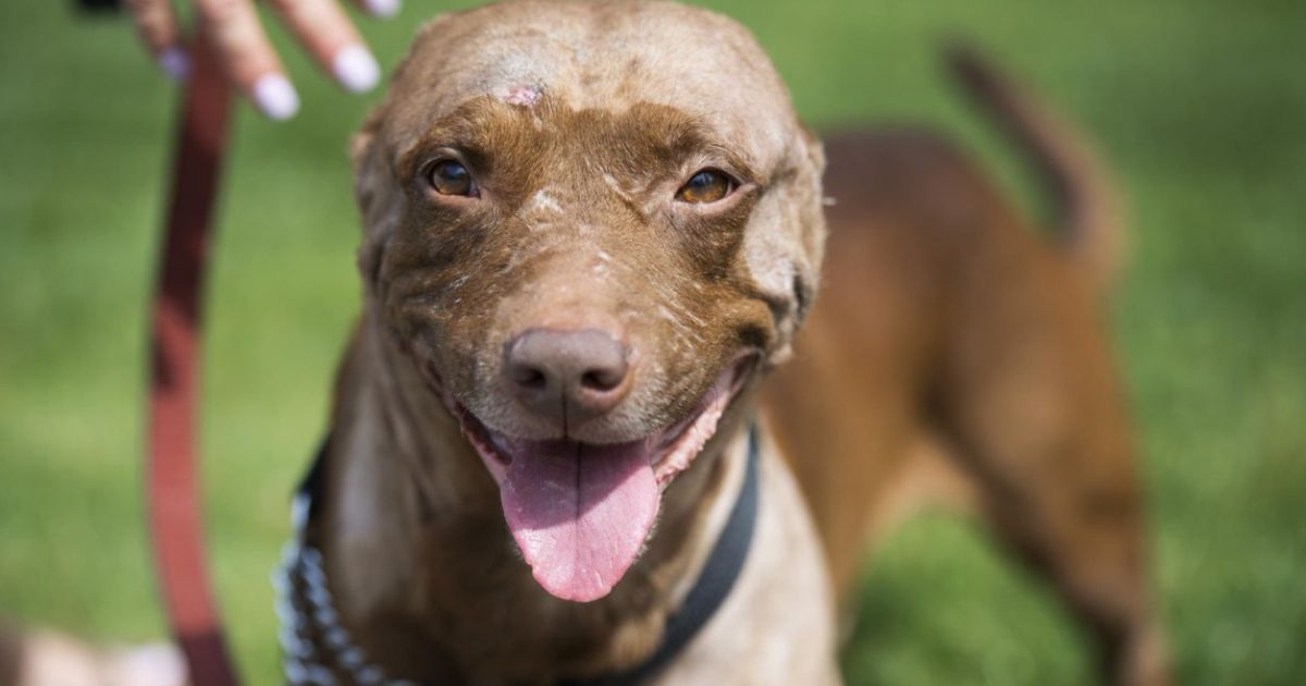 COMUNA MAURENI.CALAUL ANIMALELOR PEDEPSIT CONFORM LEGII!