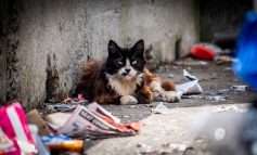 Cruzimile tinereții: O pisică din Reșița, victima unei răzbunări înfiorătoare!