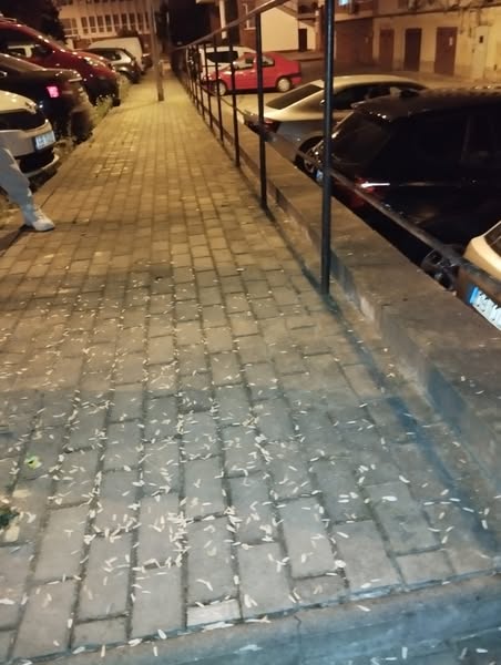 RESITA.„Spărgătorii de semințe” — campionii mizeriei urbane, sancționați prea târziu și prea puțin