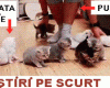 STIRI PE SCURT.FOARTE PE SCURT.SI PUTIN UMOR!!!
