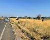ACCIDENT MISTERIOS LA MOLDOVA NOUĂ! ȘOFER DISPĂRUT, STÂLP RAS DIN TEMELII! CE SE ASCUNDE ÎN SPATELE IMPACTULUI?