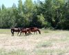 Regizorul sârb Momčilo Mrdaković, între filme și frumusețile naturale ale Dunării