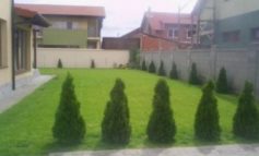 Primăria Reșița, apel disperat: „Întrețineți voi spațiile verzi!”