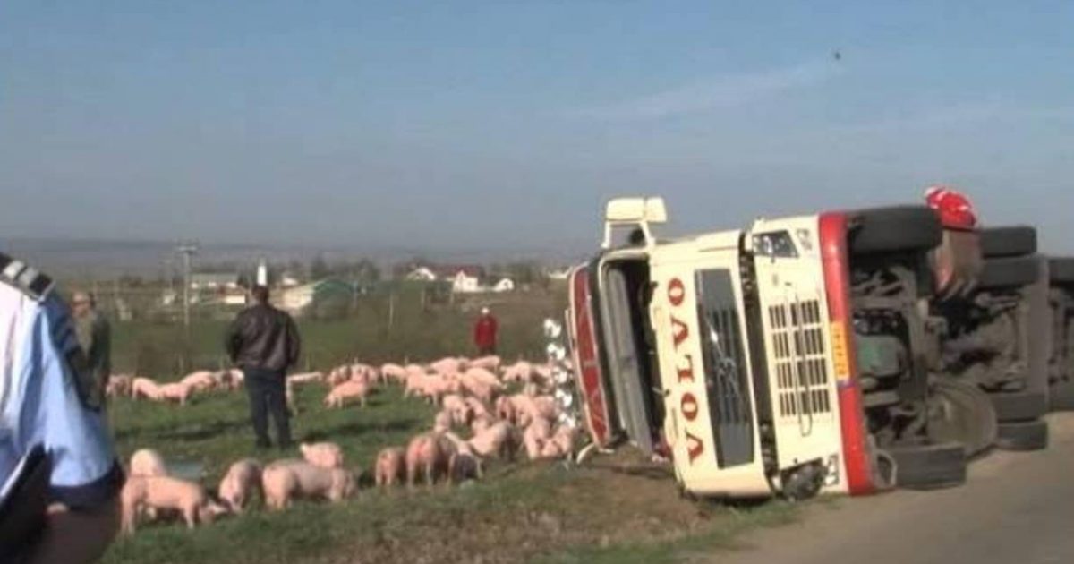 ORAVITA- RĂSTURNARE ÎNTR-O CURBĂ BLINDATĂ DE GROAZĂ 170 DE PORCI ÎNGHESUIȚI ÎN REMORCĂ, 24 SFÂRȘIND SUB FIERĂTĂNIE