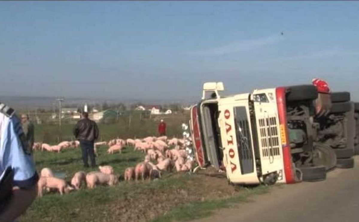 ORAVITA- RĂSTURNARE ÎNTR-O CURBĂ BLINDATĂ DE GROAZĂ 170 DE PORCI ÎNGHESUIȚI ÎN REMORCĂ, 24 SFÂRȘIND SUB FIERĂTĂNIE