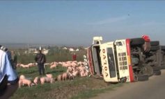 ORAVITA- RĂSTURNARE ÎNTR-O CURBĂ BLINDATĂ DE GROAZĂ 170 DE PORCI ÎNGHESUIȚI ÎN REMORCĂ, 24 SFÂRȘIND SUB FIERĂTĂNIE