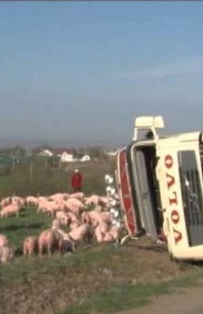 ORAVITA- RĂSTURNARE ÎNTR-O CURBĂ BLINDATĂ DE GROAZĂ 170 DE PORCI ÎNGHESUIȚI ÎN REMORCĂ, 24 SFÂRȘIND SUB FIERĂTĂNIE