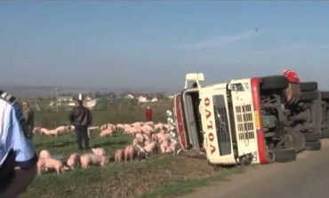 ORAVITA- RĂSTURNARE ÎNTR-O CURBĂ BLINDATĂ DE GROAZĂ 170 DE PORCI ÎNGHESUIȚI ÎN REMORCĂ, 24 SFÂRȘIND SUB FIERĂTĂNIE