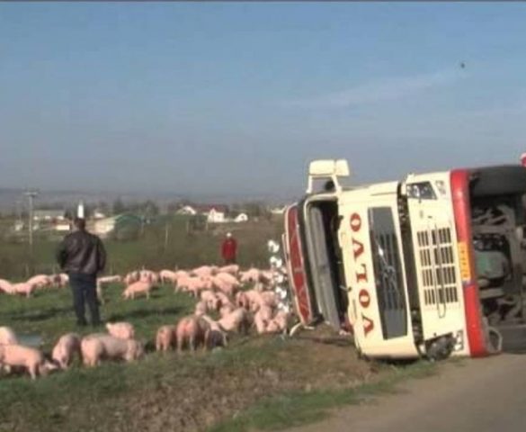 ORAVITA- RĂSTURNARE ÎNTR-O CURBĂ BLINDATĂ DE GROAZĂ 170 DE PORCI ÎNGHESUIȚI ÎN REMORCĂ, 24 SFÂRȘIND SUB FIERĂTĂNIE