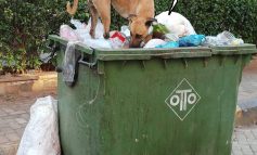 Moldova Nouă-Hoața de bănuți canini: umbrela magică și cutia dispărută în gunoi!