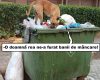 Moldova Nouă-Hoața de bănuți canini: umbrela magică și cutia dispărută în gunoi!