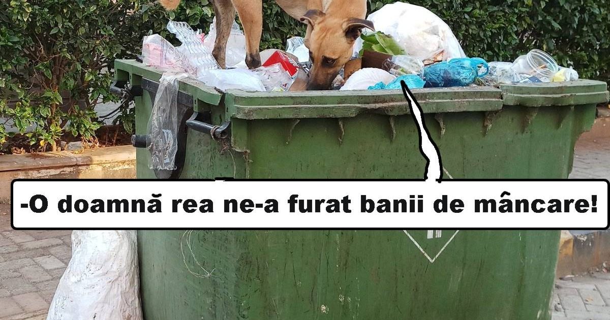 Moldova Nouă-Hoața de bănuți canini: umbrela magică și cutia dispărută în gunoi!