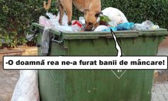 Moldova Nouă-Hoața de bănuți canini: umbrela magică și cutia dispărută în gunoi!