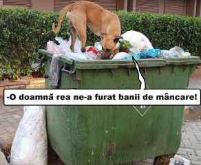 Moldova Nouă-Hoața de bănuți canini: umbrela magică și cutia dispărută în gunoi!
