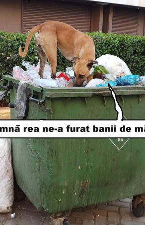 Moldova Nouă-Hoața de bănuți canini: umbrela magică și cutia dispărută în gunoi!