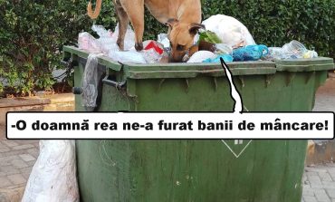 Moldova Nouă-Hoața de bănuți canini: umbrela magică și cutia dispărută în gunoi!