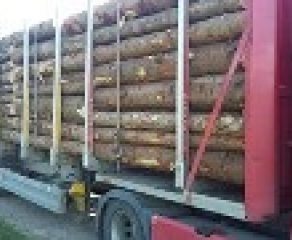 MOLDOVA NOUA-SCANDAL ȘI PERCHEZIȚII LA OCOL SILVIC! Un angajat a fost băgat la răcoare