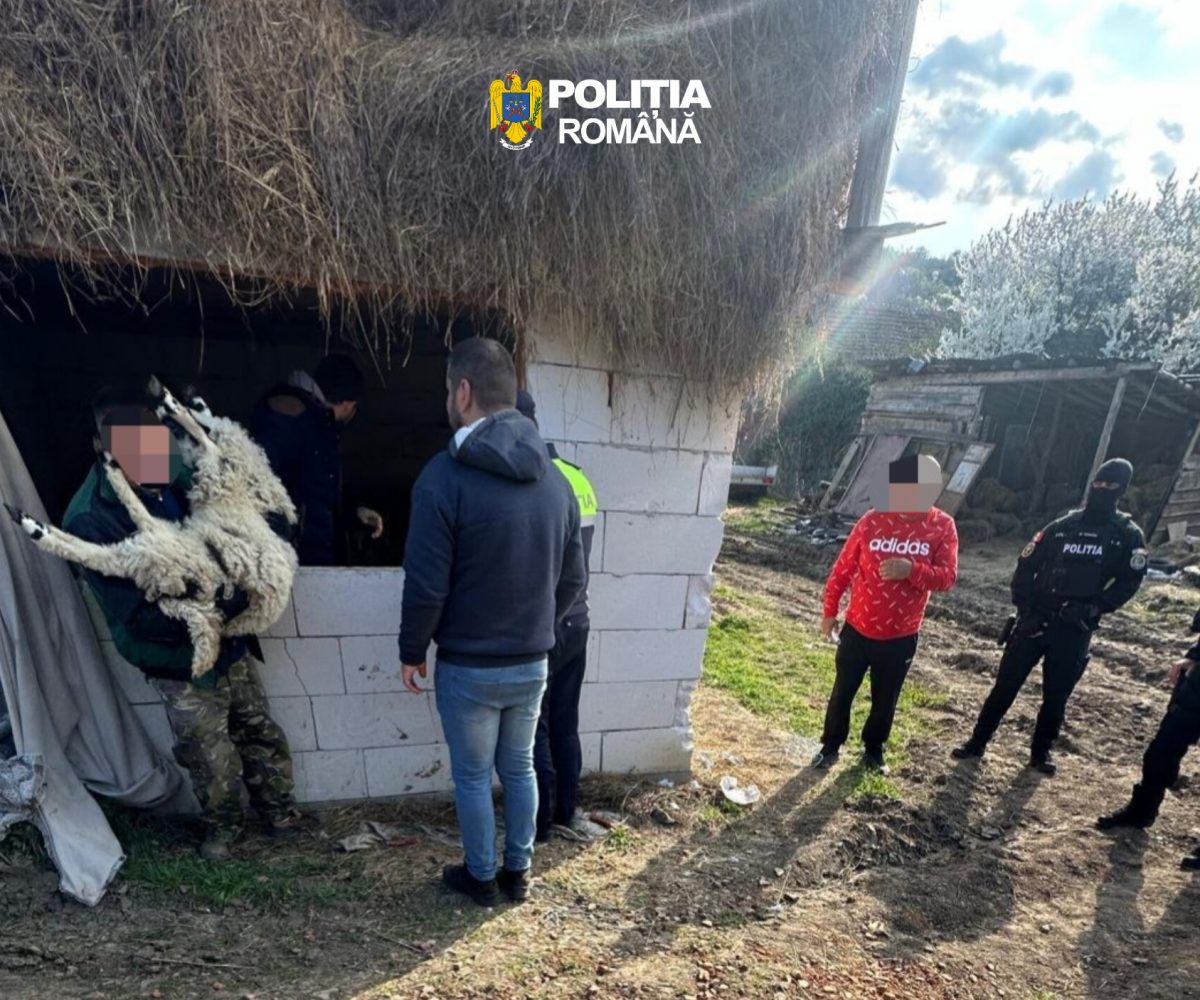 Paștele bate la ușă, iar mieii dispar din ferme! Lovitură de proporții într-o localitate din Caraș-Severin