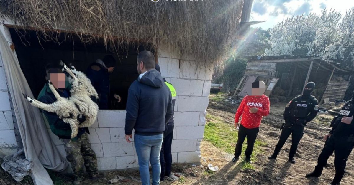 Paștele bate la ușă, iar mieii dispar din ferme! Lovitură de proporții într-o localitate din Caraș-Severin