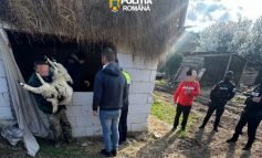 Paștele bate la ușă, iar mieii dispar din ferme! Lovitură de proporții într-o localitate din Caraș-Severin