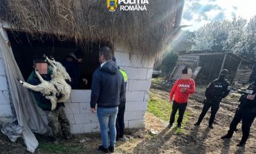 Paștele bate la ușă, iar mieii dispar din ferme! Lovitură de proporții într-o localitate din Caraș-Severin