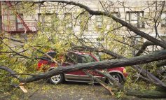 HAOS TOTAL PE VALEA ALMĂJULUI! FURTUNA A DISTRUS TOTUL ÎN CALEA EI – COPACI CĂZUȚI, DRUMURI BLOCAȚE, CURENT TĂIAT ȘI GRĂDINI DISTRUSE DE GRINDINĂ!