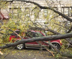 HAOS TOTAL PE VALEA ALMĂJULUI! FURTUNA A DISTRUS TOTUL ÎN CALEA EI – COPACI CĂZUȚI, DRUMURI BLOCAȚE, CURENT TĂIAT ȘI GRĂDINI DISTRUSE DE GRINDINĂ!